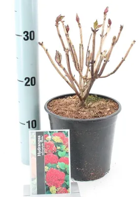 Image de Hydrangea macr. 'Sibilla' ('Masja') - Hortensia | 20-25 cm en pot
