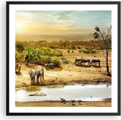 Produktbild von Gerahmtes Poster - Schwarzer Rahmen - Safari Tiere - 60x60 cm - Wand Bild - Wanddeko - Wandbilder - Kunstposter - Wandposter - Bilderrahmen - Bilder - Kunstdruck - Wandbild - P2BAC60x60-3880
