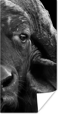 Produktbild von MuchoWow® Poster Büffel - Tiere - Schwarz - Weiß 80x160 cm - Kinderzimmer