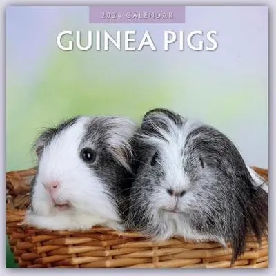 Produktbild von Guinea Pigs - Meerschweinchen 2024 - 16-Monatskalender
