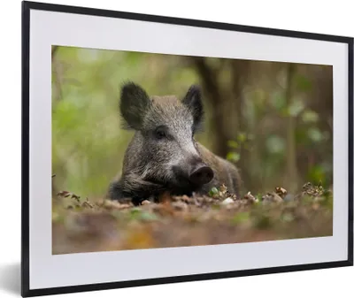 Produktbild von MuchoWow® MuchoWow® Gerahmtes Poster Wildschwein - Wald - Tier 60x40 cm - Poster mit zchwarzem Bilderrahmen - Schlafzimmer - Plakat in Rahmen - Drucken