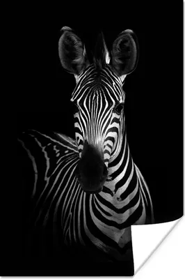 Produktbild von MuchoWow® Poster Zebra - Schwarz - Weiß - Tiere 80x120 cm - Papierdruck