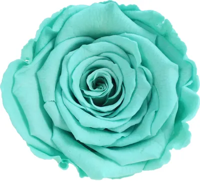 Produktbild von Infinity Rose L Ø5cm konserviert stabilisiert haltbar Rosenkopf ewige Rosenblüte 1 St. Türkis (blu02)