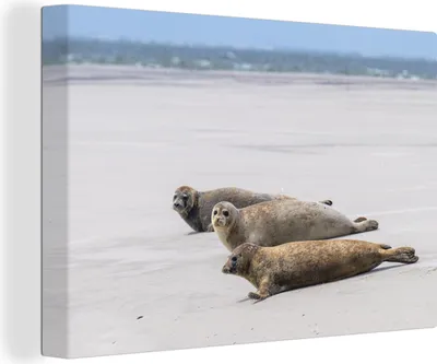 Produktbild von OneMillionCanvasses® - Leinwandbilder - 140x90 cm, Seehunde auf Nordfriesland, Wandbilder Kunstdruck Wanddekoration - Foto auf Leinwand - Gemälde auf Holzrahmen
