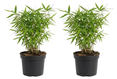 Image de Bloomique - Lot de 2 - Fargesia Rufa - Plante bambou - Non envahissante - Rustique - Persistante - Plante de Jardin - Hauteur 20-40 cm - Pot 14 cm
