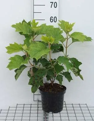 Zdjęcie produktu dla Hydrangea querc. 'Sike's Dwarf' - Eichenblatthortensie 30- 40 cm Pojemnik