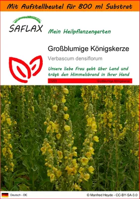 Produktbild von SAFLAX Garden in the bag - Großblumige Königskerze - Verbascum densiflorum - 500 Samen - Mit Anzuchtsubstrat im praktischen, selbst aufstellenden Beutel