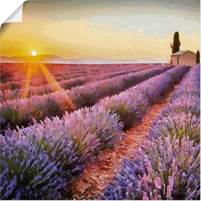 Produktbild von ARTland Poster Lavendelfeld I Größe: 40x40 cm