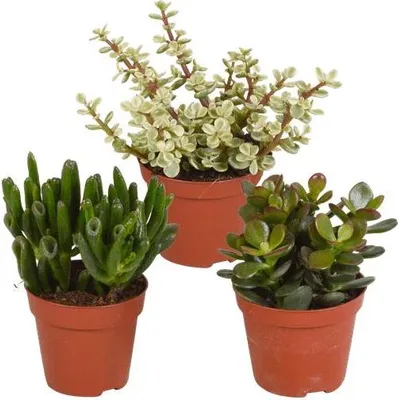 Obrázek produktu pro Dickblatt Crassula Mix - 3 pokojové rostliny - Ø8,5cm - smes sukulentu ruzných