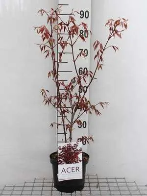 Produktbild von Acer palm. 'Atropurpureum' - Feuerahorn 50- 60 cm Container