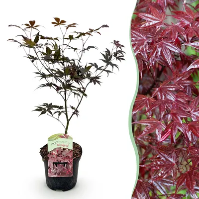 Produktbild von GreenboutiQ - Balkonpflanze - Japanischer Ahorn - Acer palmatum Bloodgood - Rot - 1 Pflanze - Laubabwerfend - Topf 19cm Höhe 70cm