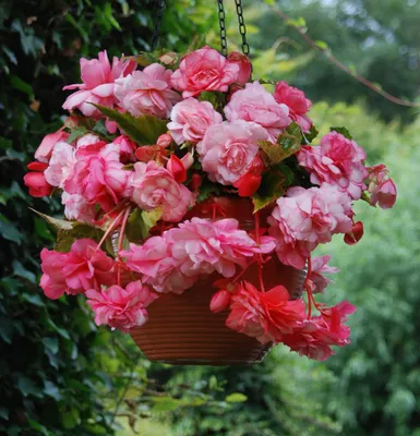 Zdjęcie produktu dla Begonia Splendide Alifra 1 szt begonie sadzonki sadzonka bulwa