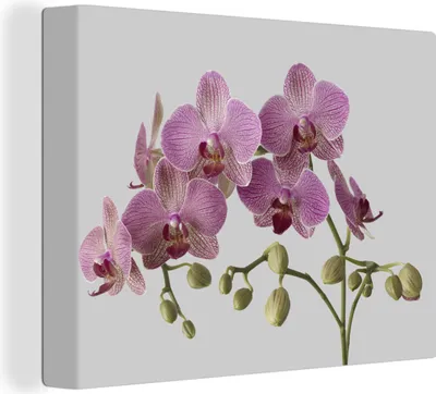Zdjęcie produktu dla MuchoWow® - Obraz na płótnie - Orchidee na szarym tle, fototapeta, dekoracja ścienna do salonu, 80x60cm