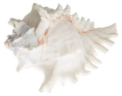Murex ramosus, Riesenstachelschnecke, Größe 10-15 cm