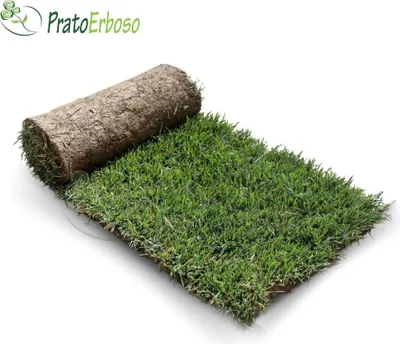 A roll of sod (natural grass turf) on a white background.