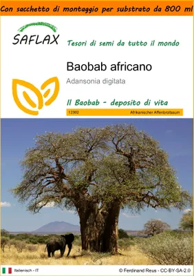 Immagine prodotto di SAFLAX Garden in the bag - Baobab africano - 6 semi - Adansonia
