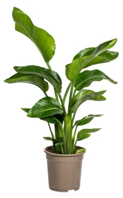 Produktbild von Strelitzia Nicolai - 90-110cm - Ø21cm - Zimmerpflanze - Immergrün