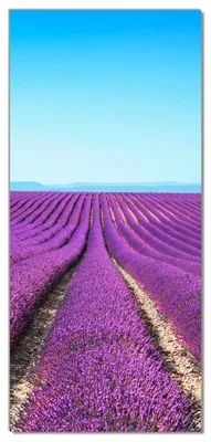 Produktbild von Wallario selbstklebende Türtapete 100 x 220 cm mit Schutzlaminat - Lavendelfeld unter blauem Himmel