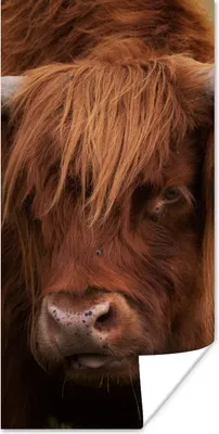 Produktbild von MuchoWow® Poster Schottischer Highlander - Orange - Tiere 60x120 cm - Wandschmuck