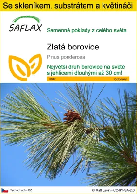 Obrázek produktu pro SAFLAX Kultivační sada - zlatá borovice - Pinus ponderosa - 20 Semena - S mini skleníkem, pěstebním substrátem a 2 květináči