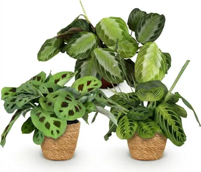 Produktbild von Maranta Mix Set Gebetspflanze Silverband Lemon Lime Kerchoveana Zimmerpflanze