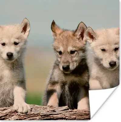 Produktbild von MuchoWow® Poster Wolf - Kind - Holz 50x50 cm - Wohnzimmerdekoration