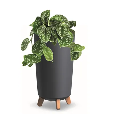 Obrázek produktu pro Květináč s nožičkami Hoh Tube Planter D 20 cm Plastové matné antracitové květináče Money Tree Kaktusy Gumovník Lucky Feather