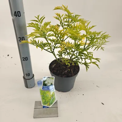 Produktbild von Sambucus nigra Golden Spark'® (Alcsam) - Holunder | 30-40 cm im Topf