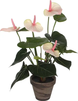 Produktbild von Mica Decorations Anthurium Kunstpflanze im Blumentopf Stan - H40 x Ø30 cm - Hellrosa