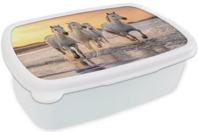 Produktbild von KitchenYeah® Lunchbox Brotzeit Brotdose 17x11 cm Pferde - Sonne - Meer - Strand - Tiere Kinder Brotzeitdose - Lunch Box - Kinder - Sandwich-Box - Schulbox - Lunch Boxen