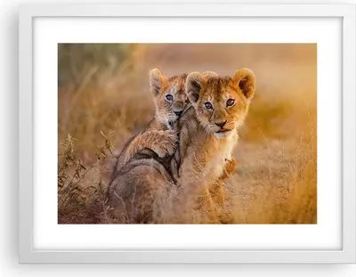 Produktbild von Gerahmtes Poster - Weißer Rahmen - Löwe Natur Tier - 40x30 cm - Wand Bild - Wanddeko - Wandbilder - Kunstposter - Wandposter - Bilderrahmen - Bilder - Kunstdruck - Wandbild - P2WAA40x30-3480