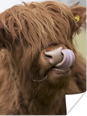 Produktbild von MuchoWow® Poster Schottischer Highlander - Braun - Kuh 90x120 cm - Wohnzimmer