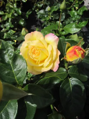 Produktbild von Rosa Gloria Dei - Edelrose Gloria Dei - Synonym Peace - Meilland Rose