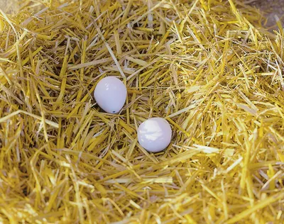 Produktbild von Nesteier aus Ton für Hühner, einzeln