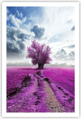 Produktbild von Poster - Poster ohne Rahmen - Heidefeld Baum Wolken Landschaft - 61x91,5 cm - Wand Bild - Wanddeko - Wandbilder - Kunstposter - Wandposter - Bilder - Kunstdruck - Wandbild - P2XPA61x91-2547