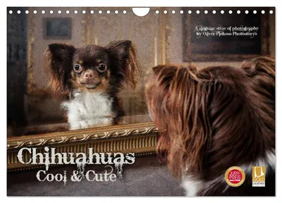 Produktbild von Chihuahuas - Cool and Cute (Wandkalender 2027 DIN A4 quer), CALVENDO Monatskalender