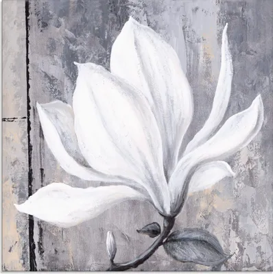 Produktbild von ARTland Glasbild Klassische Magnolie Größe: 30x30 cm