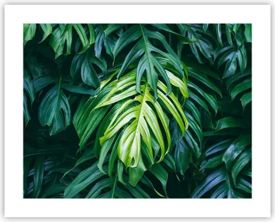 Produktbild von Poster - Poster ohne Rahmen - Blume Natur - 50x40 cm - Wand Bild - Wanddeko - Wandbilder - Kunstposter - Wandposter - Bilder - Kunstdruck - Wanddekoration - Wandbild - P2XAA50x40-3951