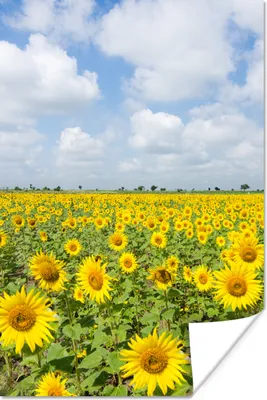 Produktbild von MuchoWow® Poster Sonnenblumen - Blumen - Wolken - Natur - Gelb - Landschaft 80x120 cm - Papierdruck