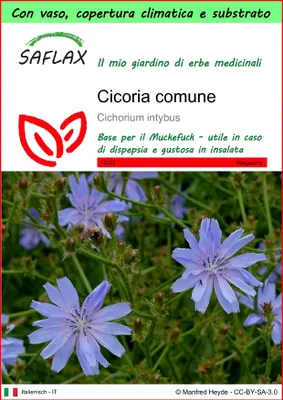 Immagine prodotto di SAFLAX Garden to go - Cicoria comune - 250 semi - Cichorium