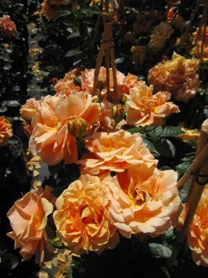 Produktbild von Rosa Skyline ® - Kletterrose Skyline ® - Tantau Rose