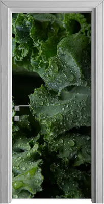 Produktbild von Tür Selbstklebende 90x210 cm Türfolie Türtapete Klebefolie - Salat Blätter