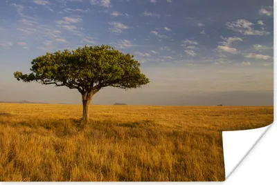 Produktbild von MuchoWow® Poster Die Savanne des Serengeti-Nationalparks in Tansania 180x120 cm - Fotoplakat