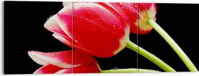 Produktbild von Bild auf Leinwand - Leinwandbild - Tulpe garten blume blumenstrauß - 150x50cm - Wand Bild - Wanddeko - Leinwanddruck - Bilder - Kunstdruck - Leinwand bilder - Wandkunst - CA150x50-1494