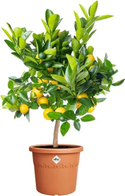 Produktbild von Elho Blumentopf Algarve Cilindro Ø 35 x 29 cm terra