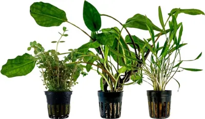 Produktbild von Pflanzen Set mit 3 Mittelgrund Topf Aquarium Wasserpflanzen AquaOne Nr.230