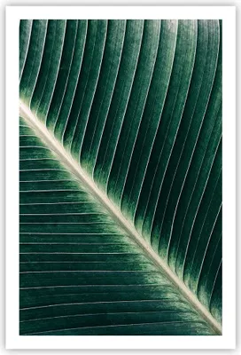 Produktbild von Poster - Poster ohne Rahmen - Grün Blatt Tropisch - 61x91,5 cm - Wand Bild - Wanddeko - Wandbilder - Kunstposter - Wandposter - Bilder - Kunstdruck - Wanddekoration - Wandbild - P2XPA61x91-4126