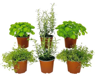 Produktbild von Kräuter Set FloraSelf Klassik Kräuter Mix 6 Stk. Ø 12 cm Topf