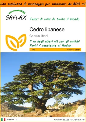 Immagine prodotto di SAFLAX Garden in the bag - Cedro libanese - 20 semi - Cedrus