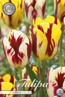 Artikelbild 2 von 'Tulpe Vermeer (10 Stück)' aus der Kategorie Tulpenzwiebeln